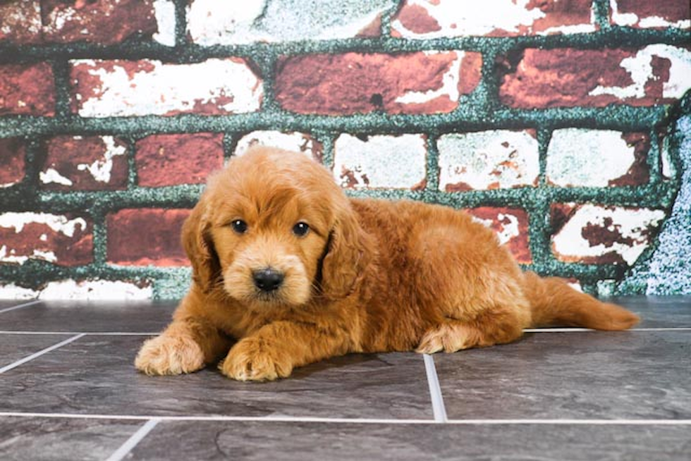 Best Mini Goldendoodle Baby