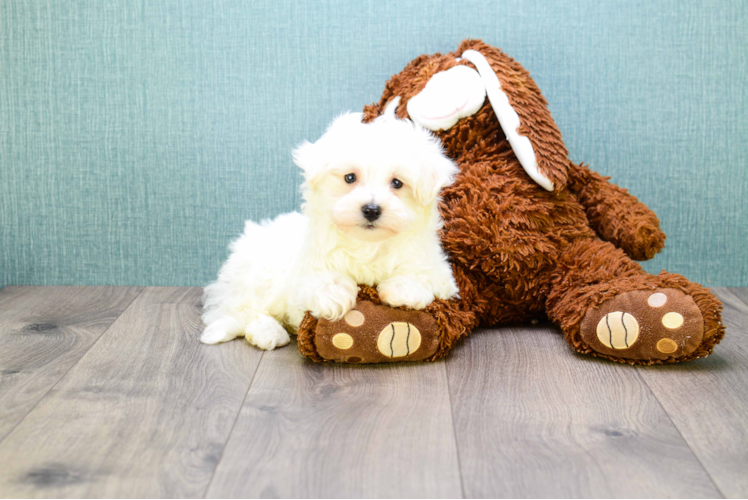 Maltipoo Pup Being Cute