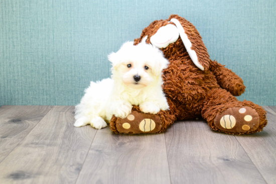 Maltipoo Pup Being Cute