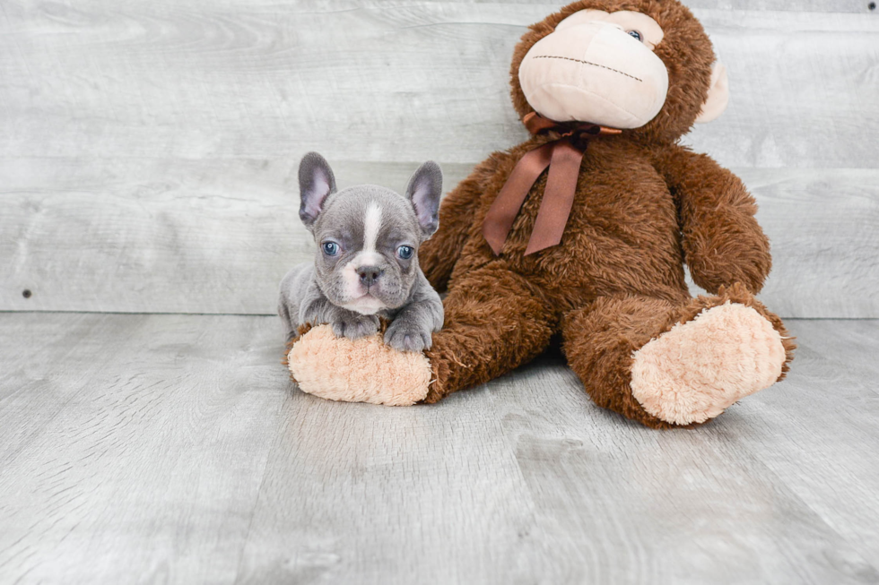 Funny French Bulldog Baby