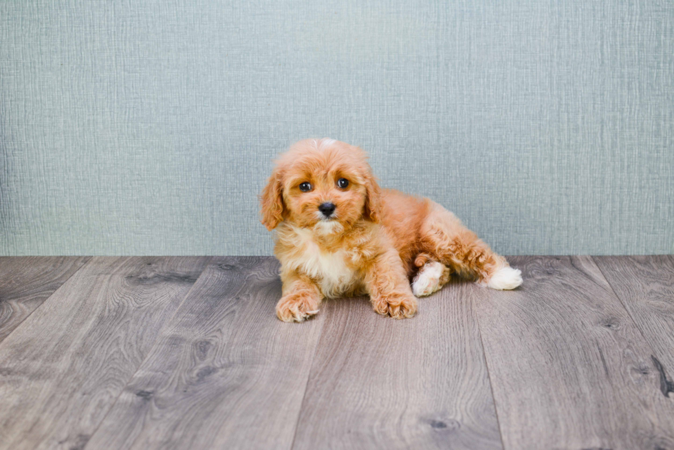 Happy Cavapoo Baby