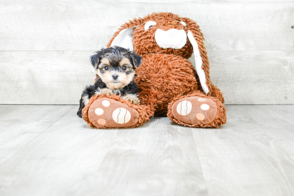 Small Morkie Baby