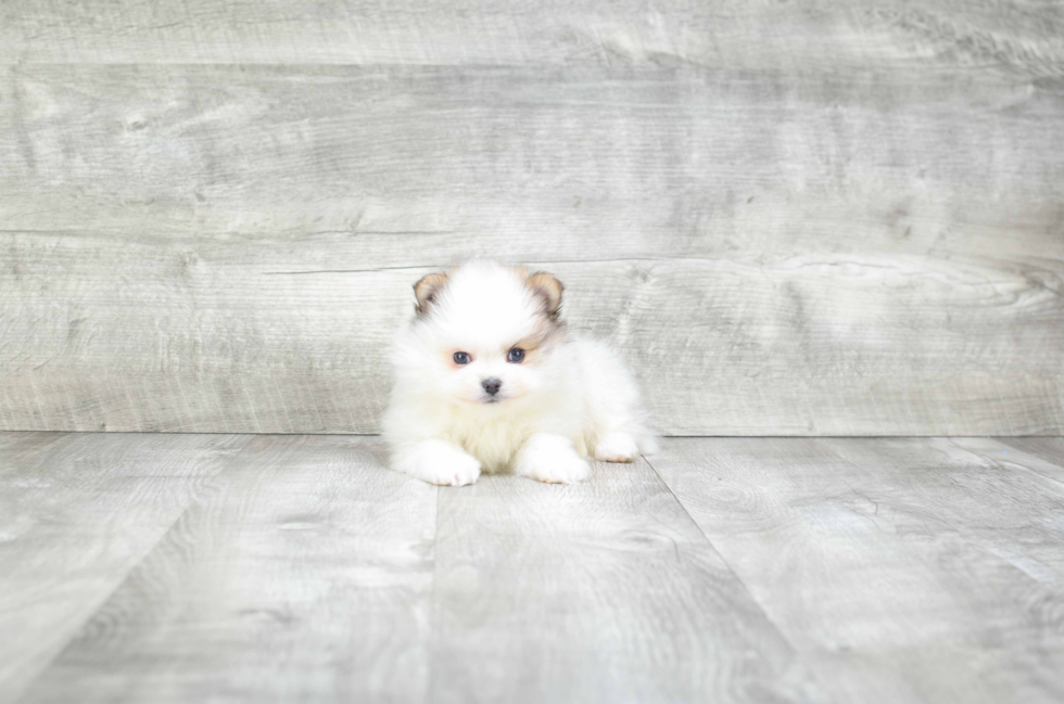 Pomeranian Pup Being Cute