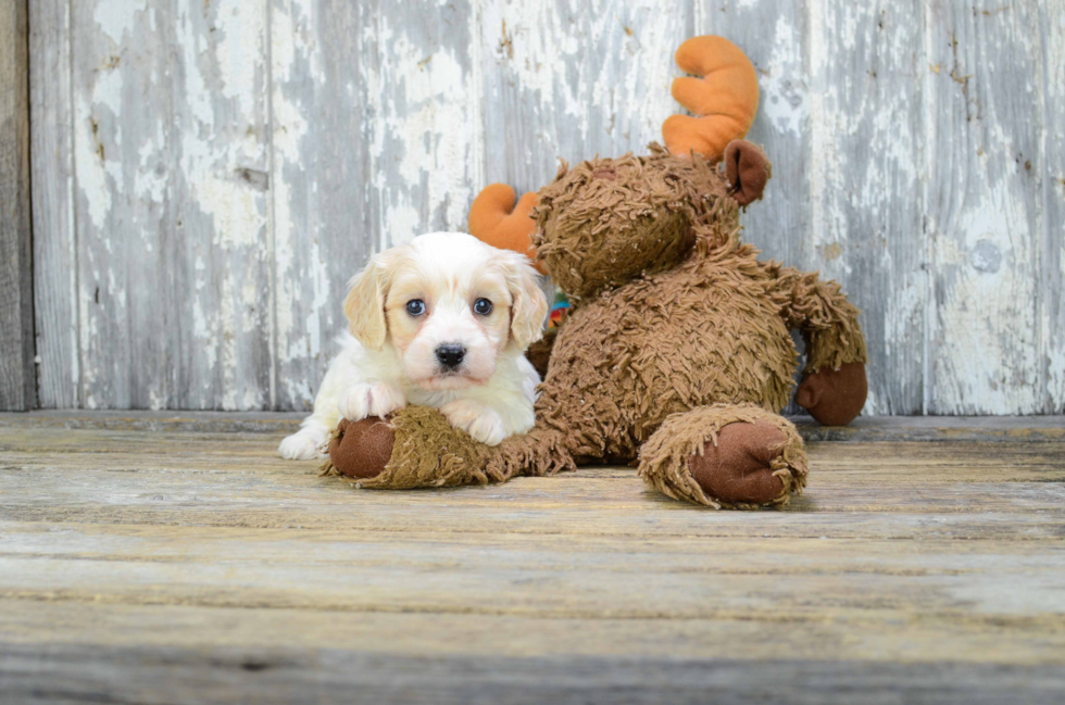Cavachon Puppy for Adoption