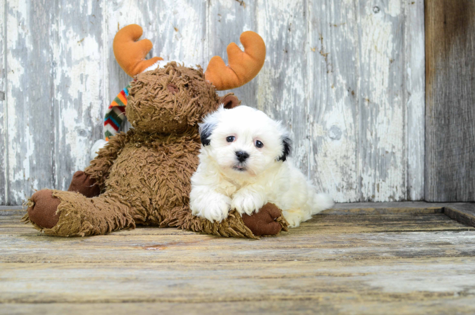 Little Shi Chon Designer Puppy