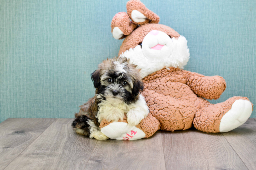 Popular Havanese Purebred Pup