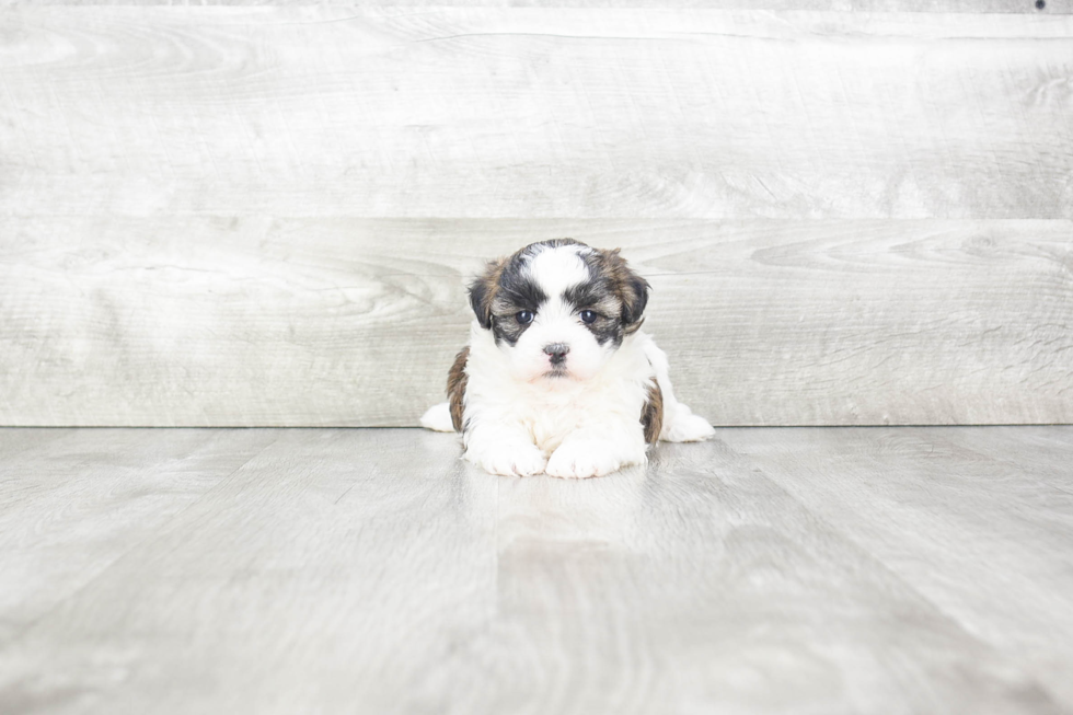 Teddy Bear Pup Being Cute