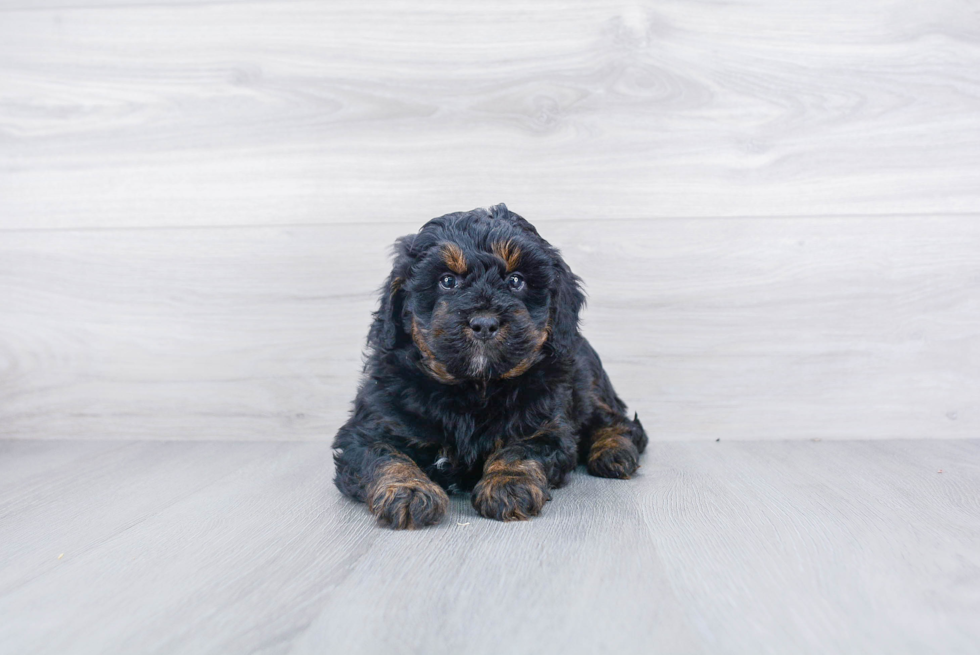 Friendly Mini Bernedoodle Baby