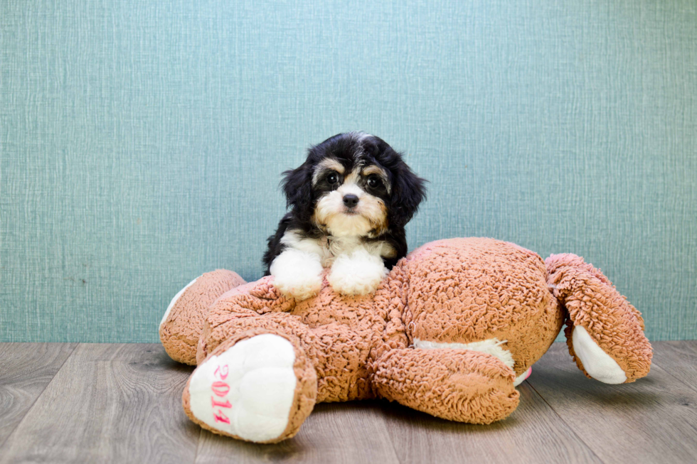 Small Cavachon Baby