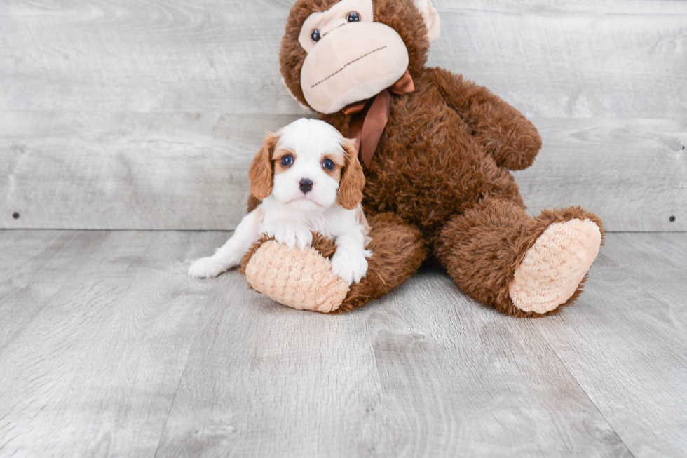 Cavalier King Charles Spaniel Pup Being Cute