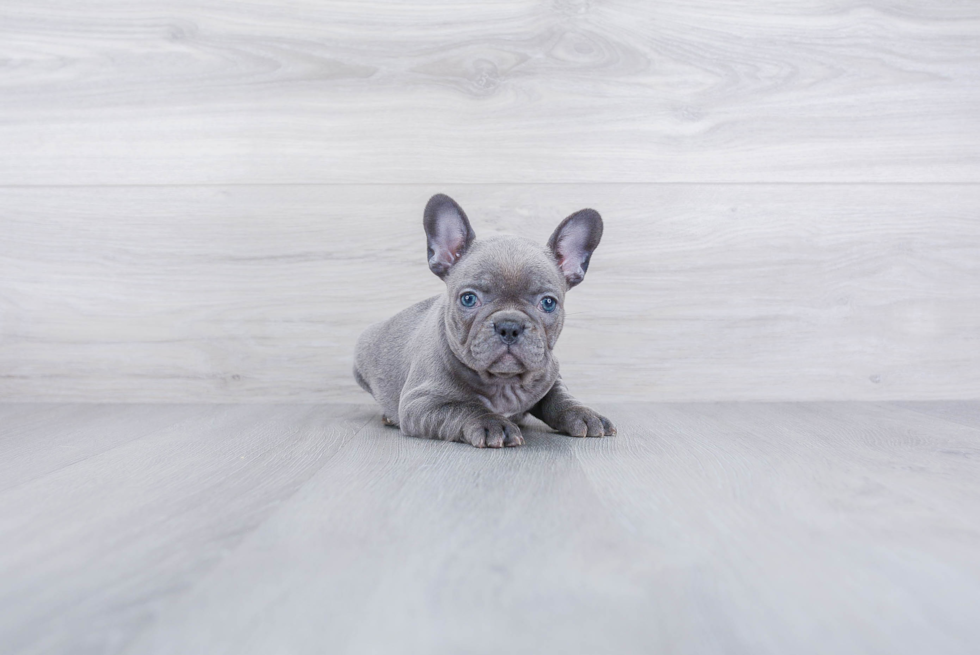 Best French Bulldog Baby