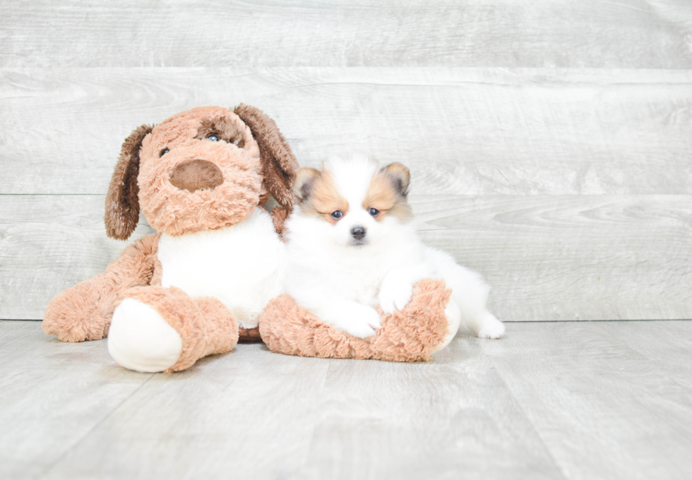Fluffy Pomeranian Purebred Puppy