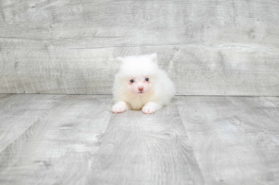 Pomeranian Puppy for Adoption