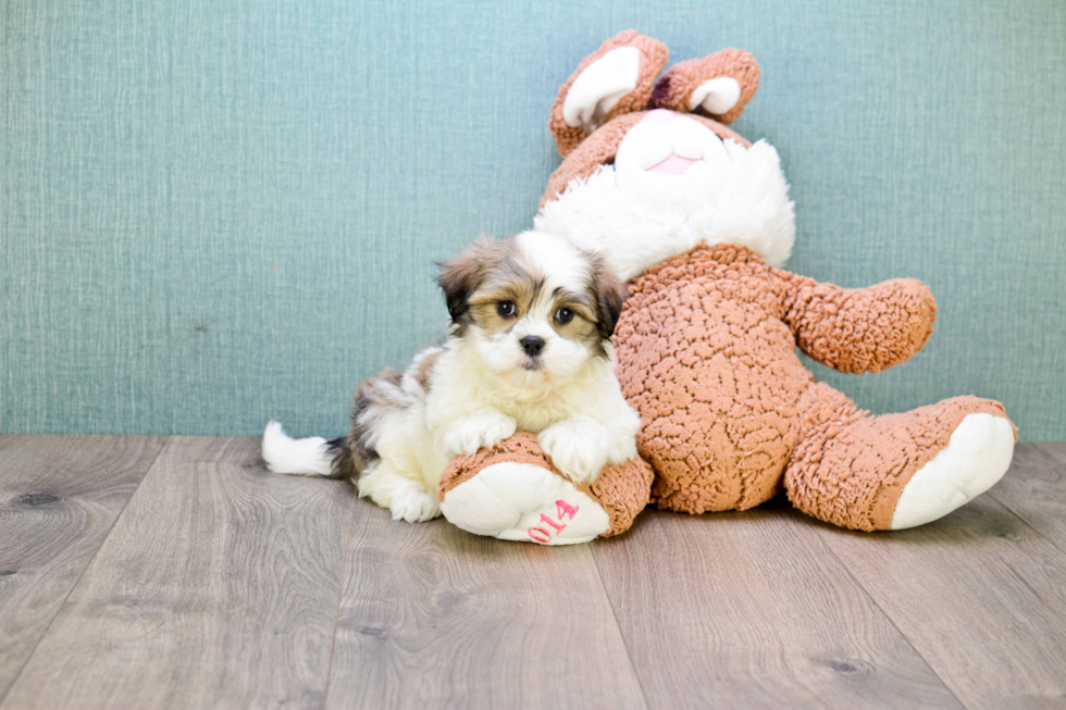 Adorable Shit Designer Puppy