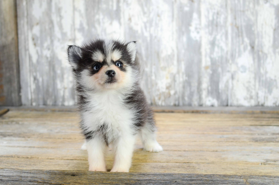 Pomsky Puppy for Adoption