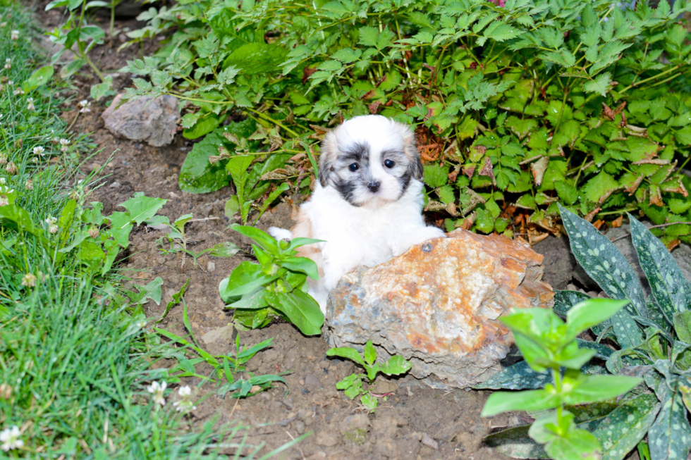 Best Teddy Bear Baby