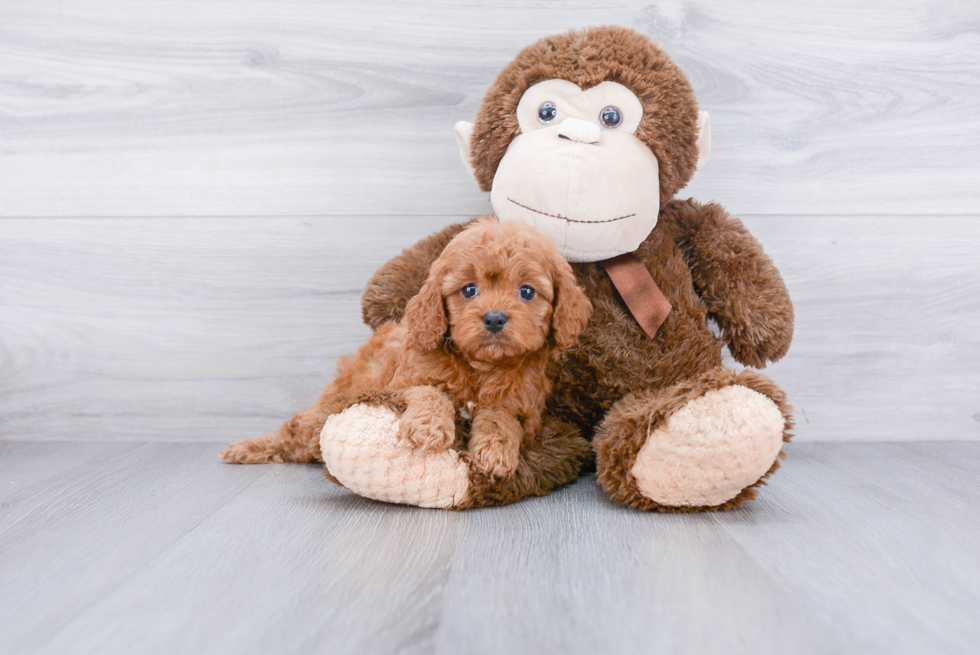 Smart Cavapoo Poodle Mix Pup