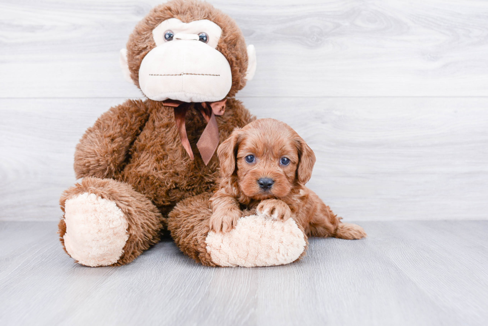 Energetic Cavoodle Poodle Mix Puppy