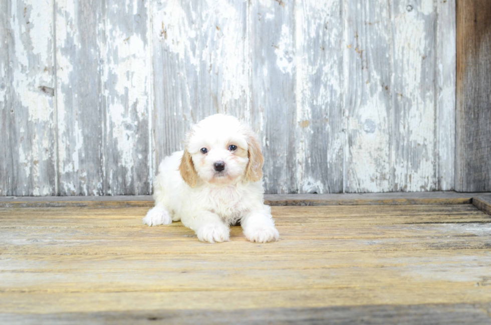 Best Cavapoo Baby