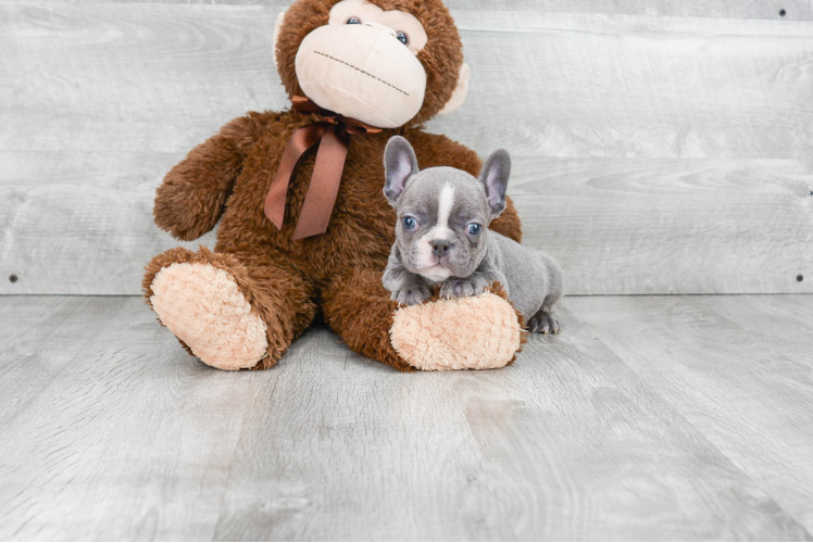 Happy Frenchie Purebred Puppy
