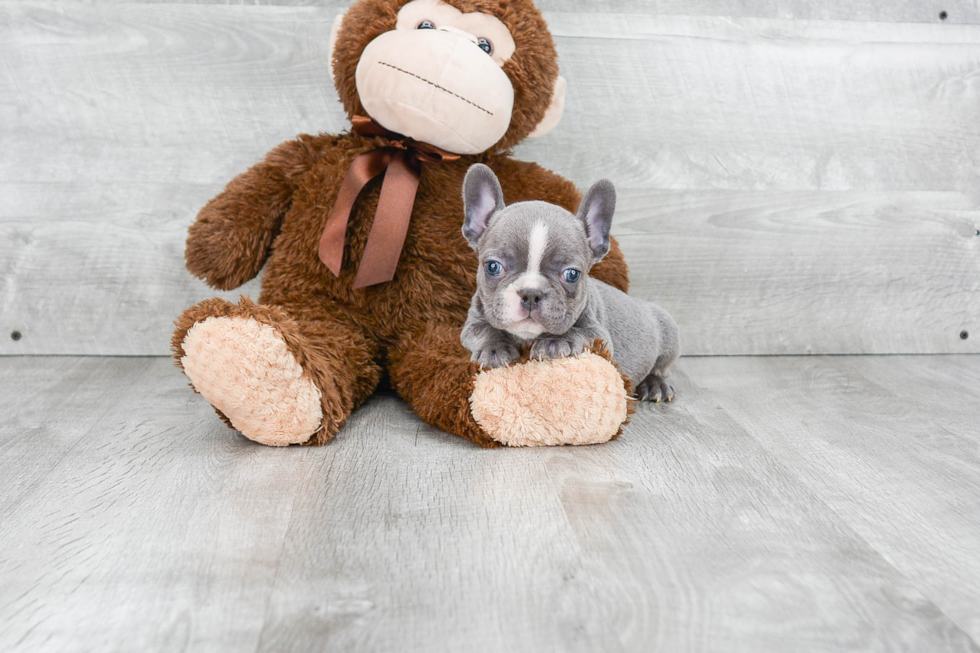 Happy Frenchie Purebred Puppy