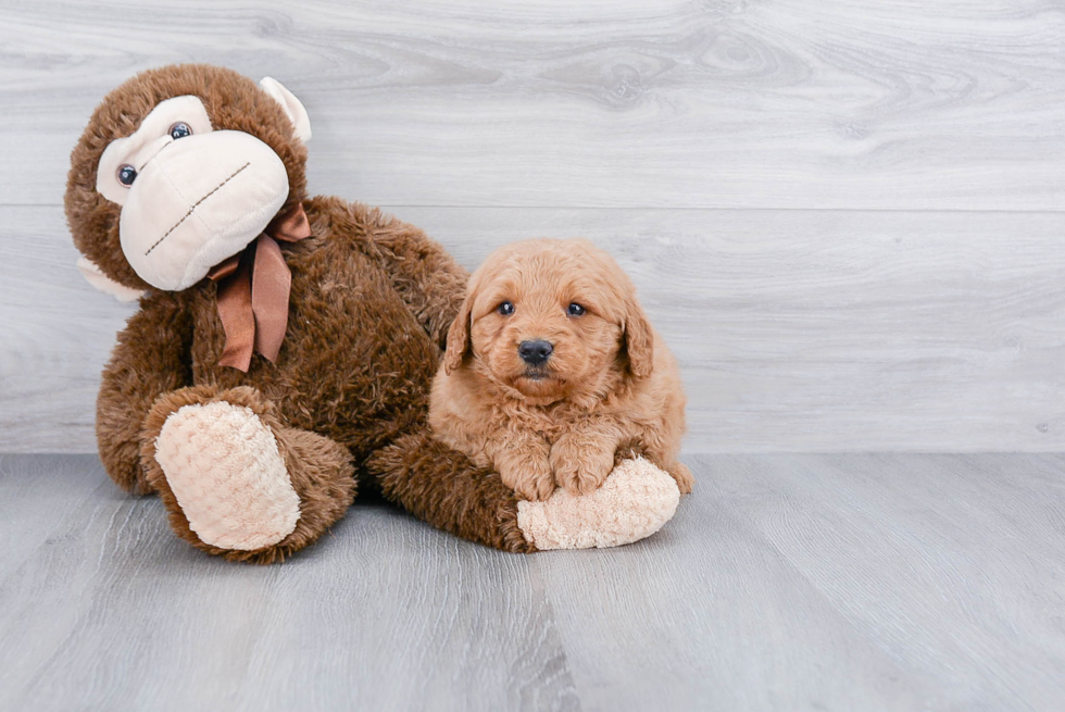 Playful Golden Retriever Poodle Mix Puppy