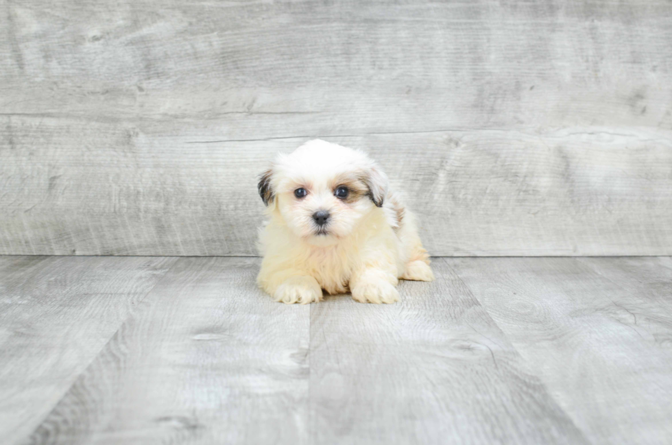 Energetic Shitzu Designer Puppy