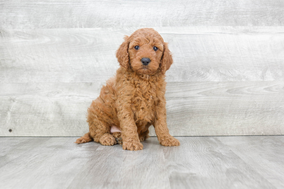 Mini Goldendoodle Pup Being Cute