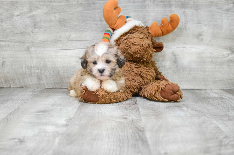 Small Teddy Bear Baby