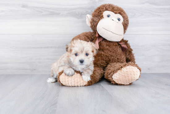 Happy Morkie Baby