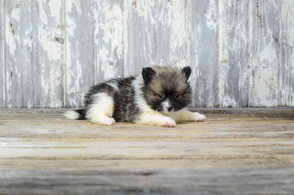 Pomeranian Puppy for Adoption