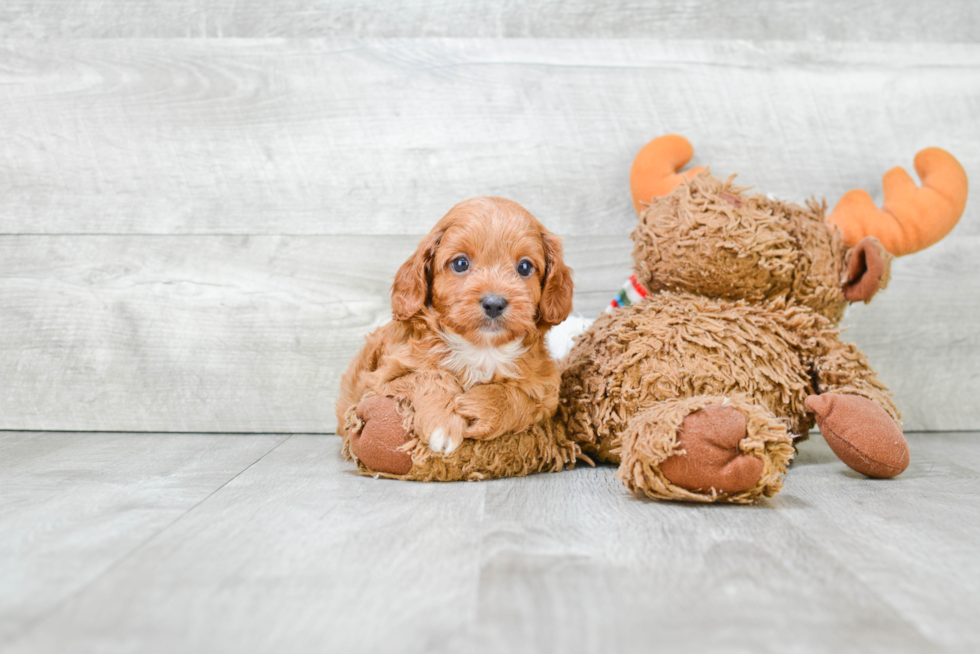 Fluffy Cavapoo Poodle Mix Pup