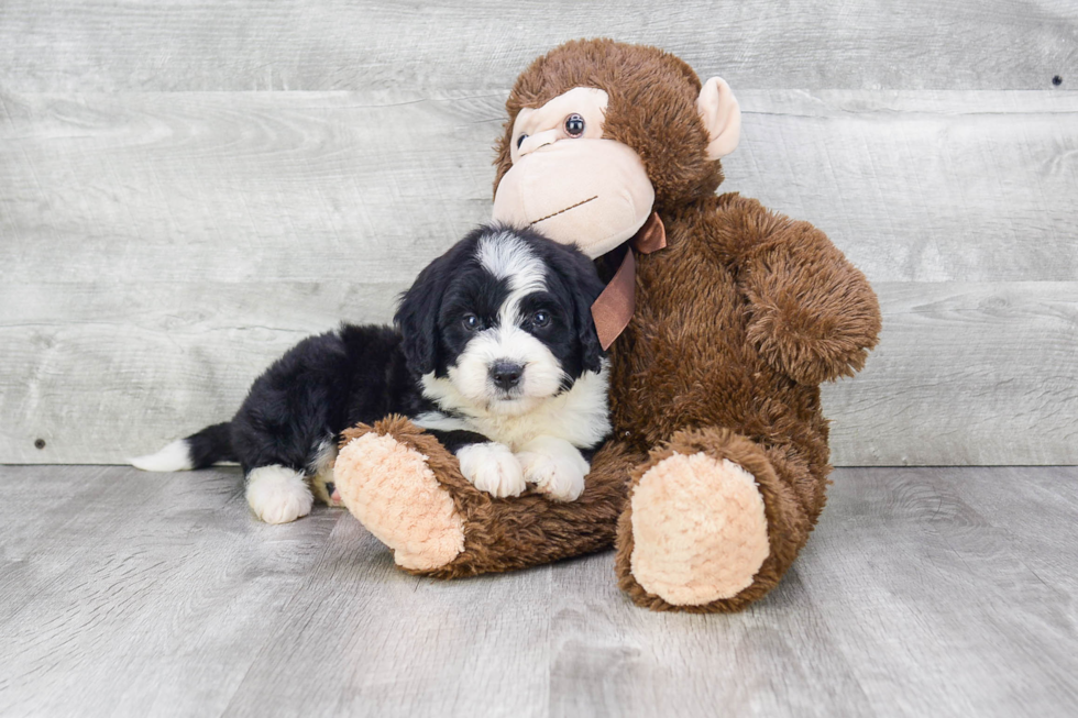 Mini Bernedoodle Puppy for Adoption