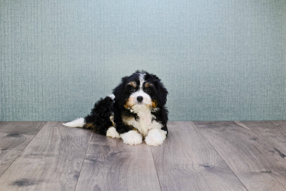 Adorable Cavalier Designer Puppy