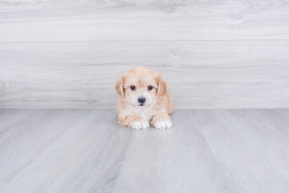 Morkie Puppy for Adoption