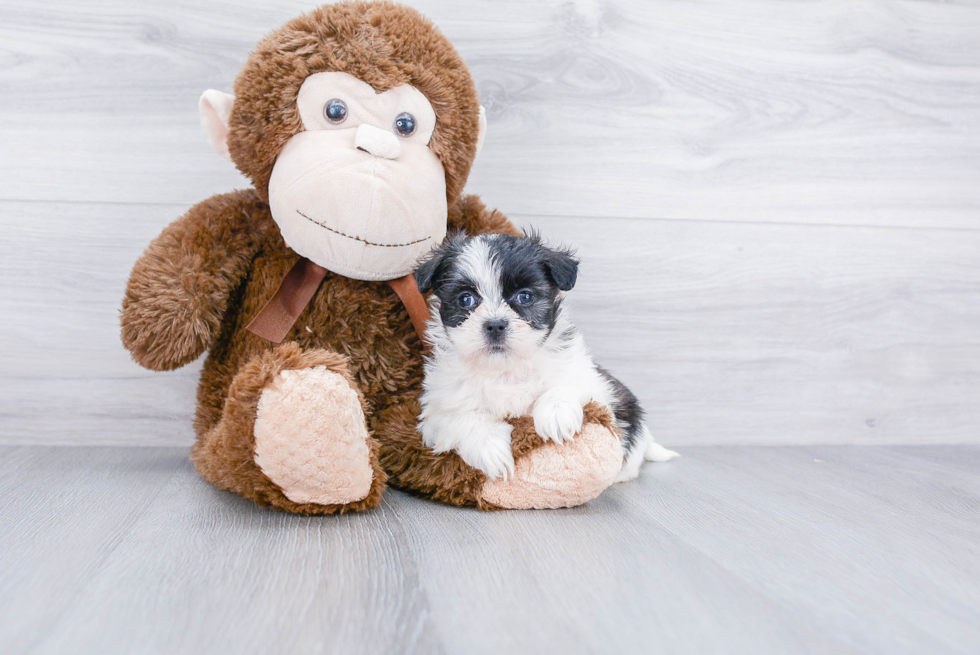 Sweet Teddy Bear Baby