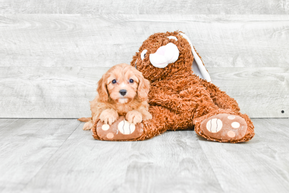 Small Cavapoo Baby