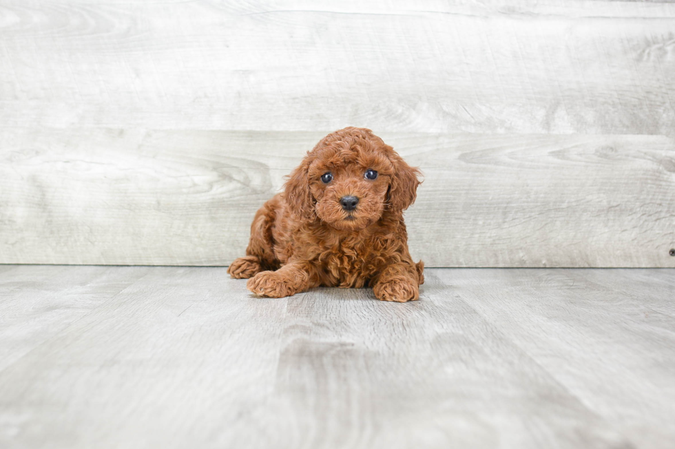 Hypoallergenic Poodle Purebred Pup