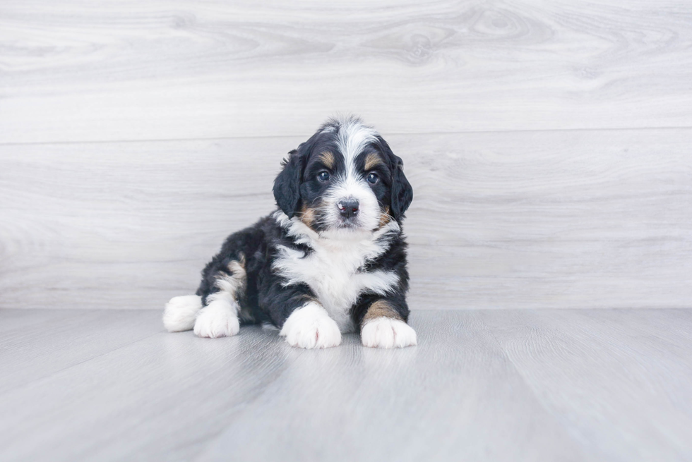 Best Mini Bernedoodle Baby