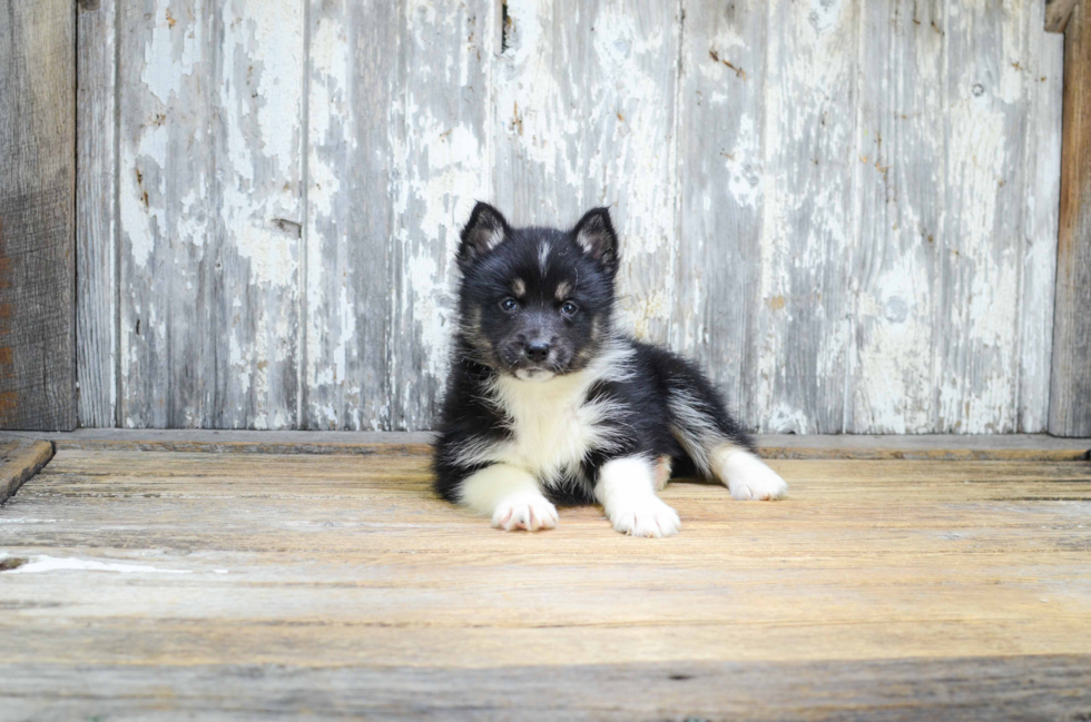 Fluffy Pomsky Designer Pup