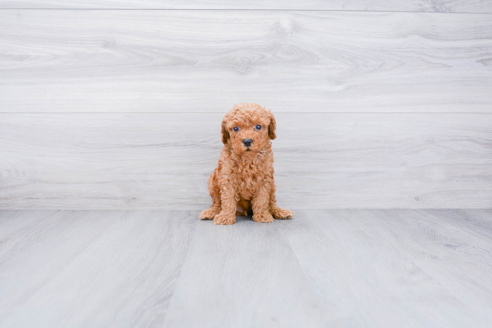 Sweet Mini Goldendoodle Baby
