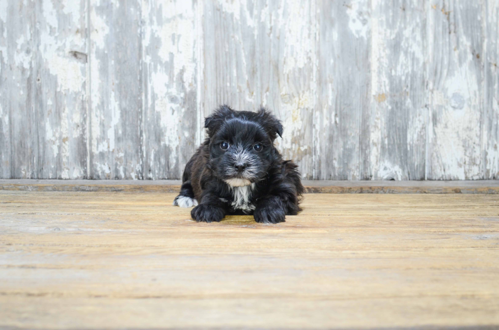 Hypoallergenic Yorkie Designer Puppy