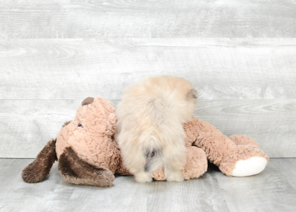 Funny Pomeranian Baby
