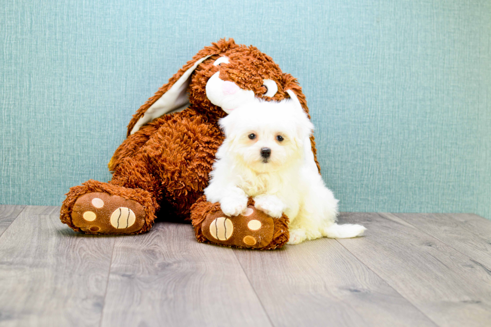 Akc Registered Maltese Baby