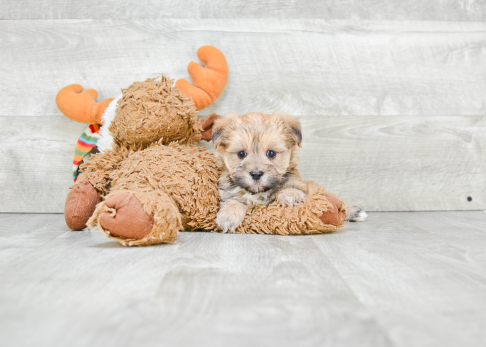 Hypoallergenic Yorkie Designer Puppy