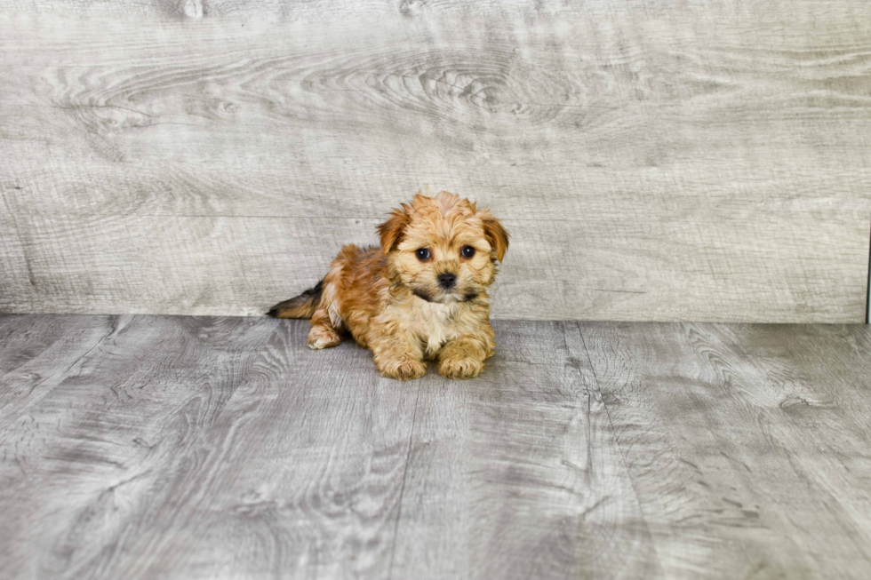 Cute Morkie Baby