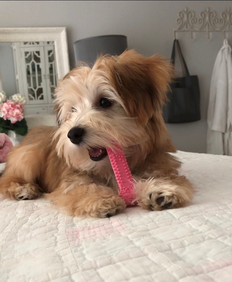 Hypoallergenic Morkie Designer Pup