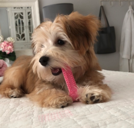 Yorktese Puppies For Sale - Premier Pups