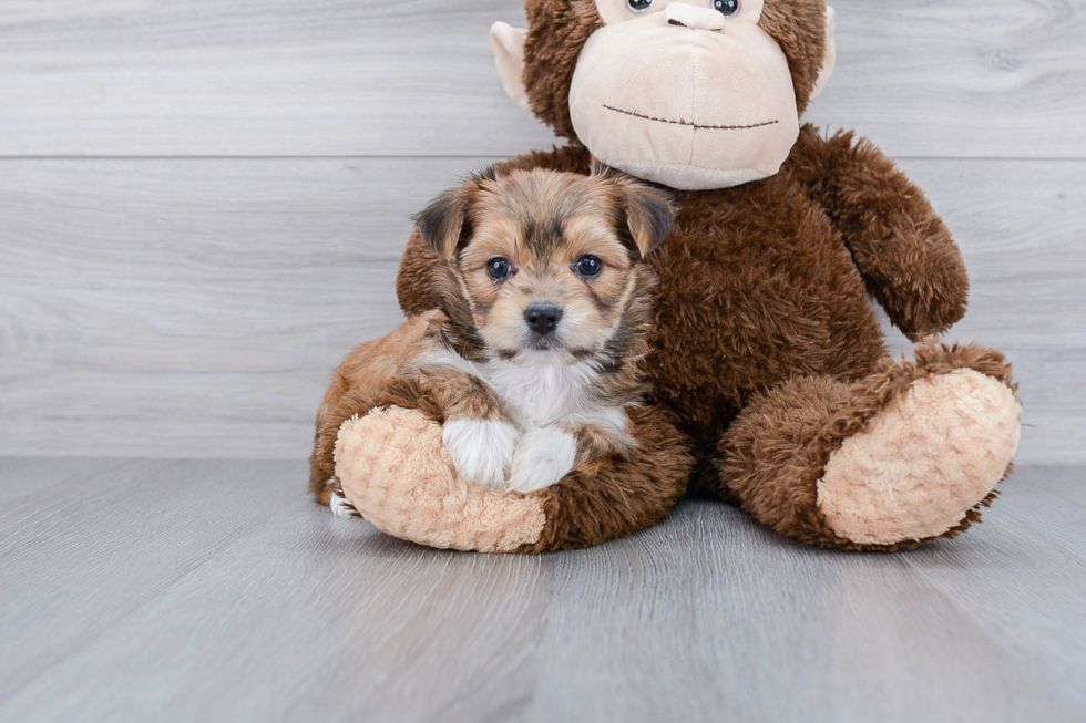 Morkie Puppy for Adoption