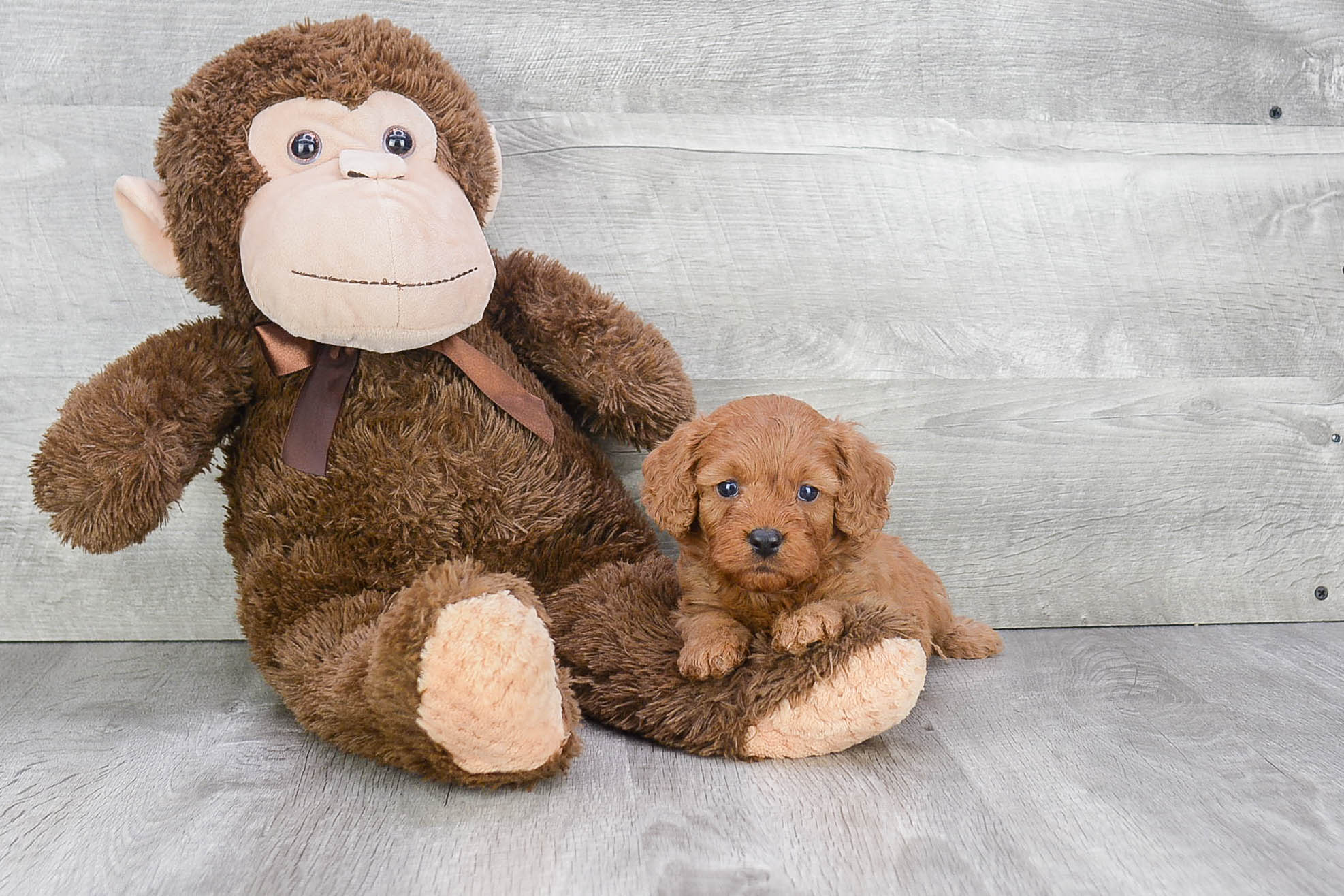 Little Cavoodle Poodle Mix Puppy